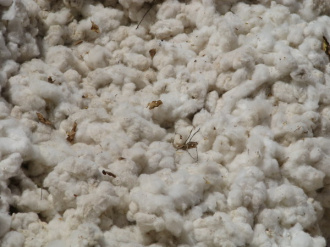 04 Zoom Coton